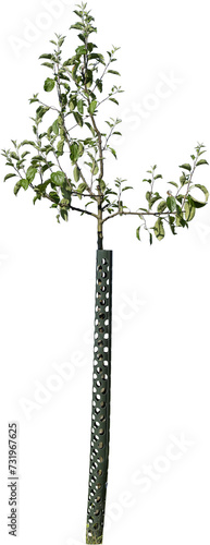 Junger freistehender Apfelbaum mit grünen Blättern