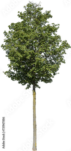 Freistehender Baum mit gr  nen Bl  ttern 
