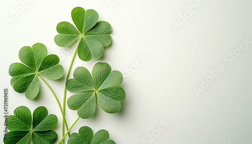 Four leaf clovers on white background, Realistic natural leaves natural background, little green trefoil, symbol of st. patrick's day. Isolated on white background.