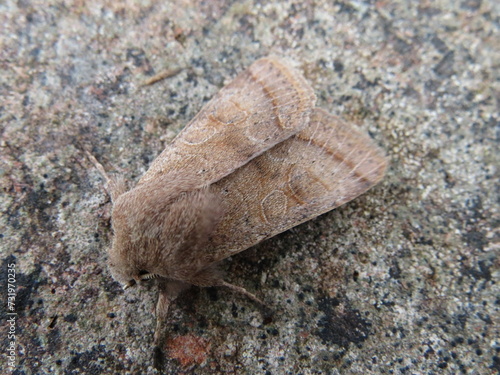 Common Quaker moth (Orthosia cerasi)  photo