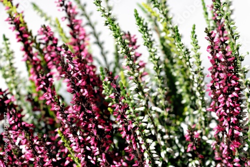 heather plant with small pink and white flowers close up photo