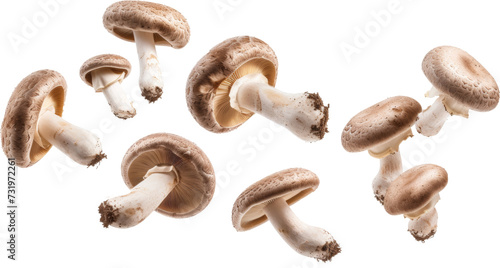 A Group of Mushrooms on a Transparent Background