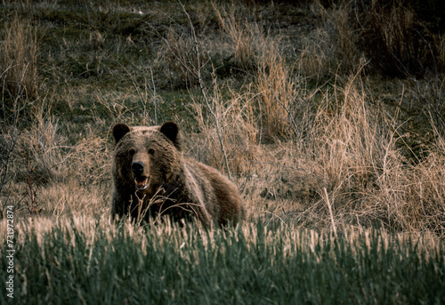 grizzly bear in the wild