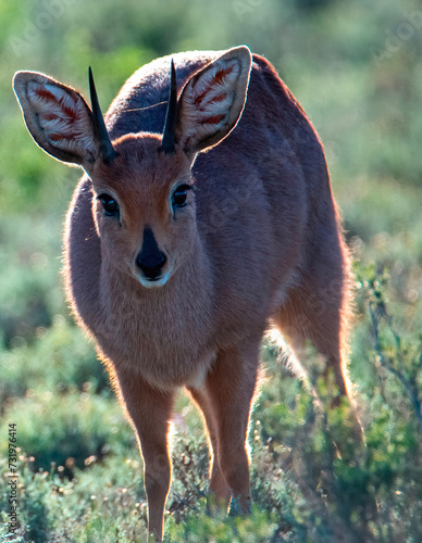 Portrait of a Steenbok ram (Raphicerus campestris), Karoo National Park, Western Cape. photo