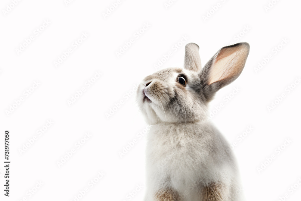 Obraz premium Portrait of a cute little rabbit on a white background