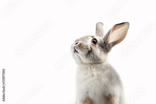 Portrait of a cute little rabbit on a white background
