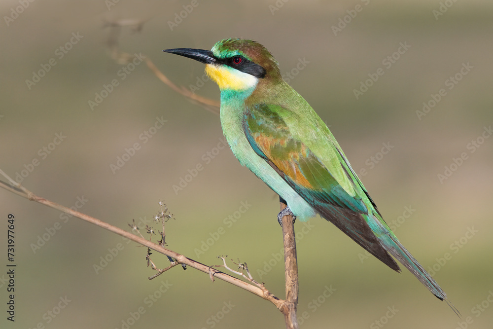Young european beeater (Merops apiaster) Young european beeater (Merops apiaster)