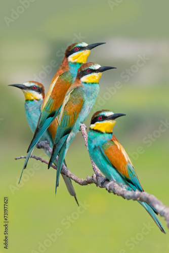 European bee-eater (Merops apiaster) © JESUS