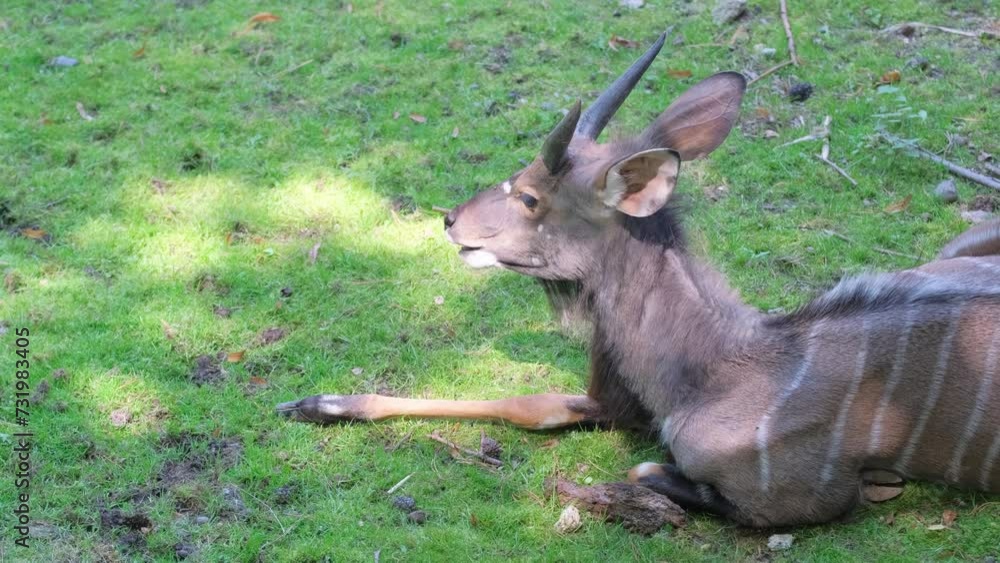 A fawn resting in a pasture, surrounded by grassland and groundcover. A fawn resting in a pasture, surrounded by grassland and groundcover.