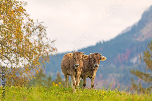 Kühe - Kälbchen - niedlich - goldig - lustig - Allgäu 