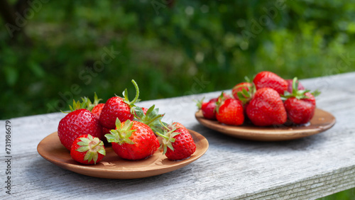 Strawberry fruit in the garden  harvest time - picking strawberries activity.