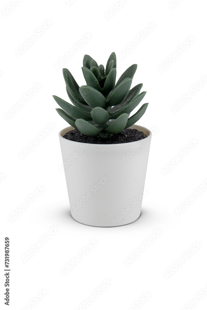 Succulent in Pot isolated on white background Succulent in Pot isolated on white background