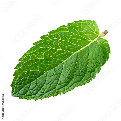 Green mint leaf isolated on transparent background