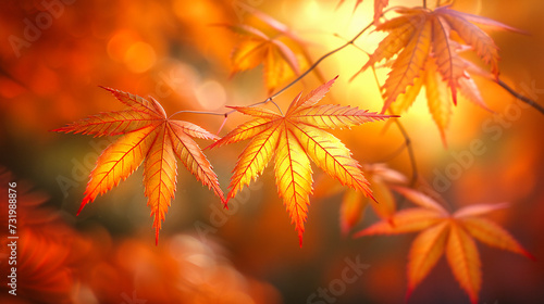 Autumn Leaves in Nature, Bright Red and Orange Maple Trees in a Beautiful Fall Setting