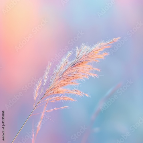 A Tranquil Sunset Embraces A Delicate Grass Stem  Bathing It In Soft Pastel Shades. Concept Serenity At Sunset  Pastel Shades  Delicate Grass Stem  Tranquil Beauty
