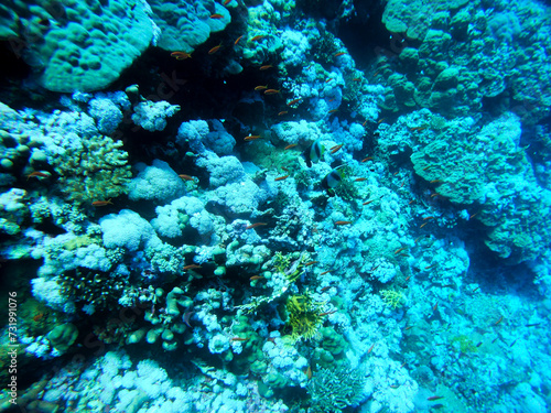 Scuba diving along a cliff reef  including coral  fish