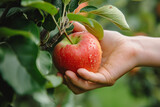 A hand picking a fresh apple off the tree, fresh produce, organic farming concept