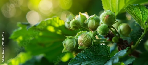 A terrestrial plant tree branch is producing a bunch of green hazelnut fruits, which are natural foods and can be considered as plant-based produce.