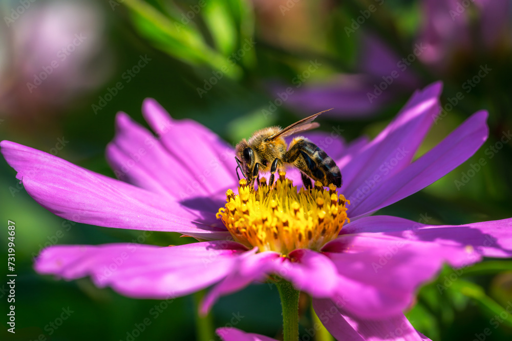 Bee on a pink dahlia flower blossom Bee on a pink dahlia flower blossom