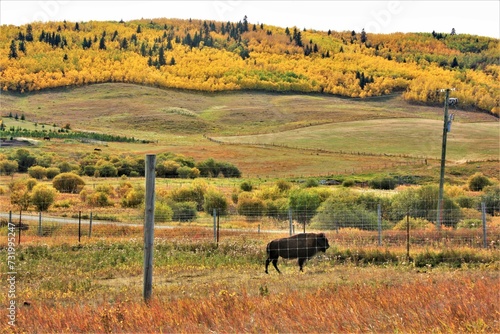 Buffalo