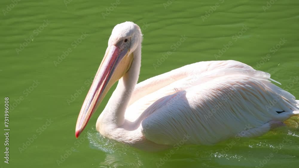 A pelican with a long beak is swimming in a lake A pelican with a long beak is swimming in a lake