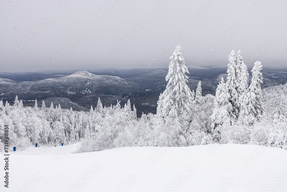 Naklejka premium Mont Tremblant Winter Wonderland Majesty: A Sweeping View of Snow-Laden Pines and Ski Trails, Offering a Perfect Winter Escape. Laurentians, Quebec, Canada