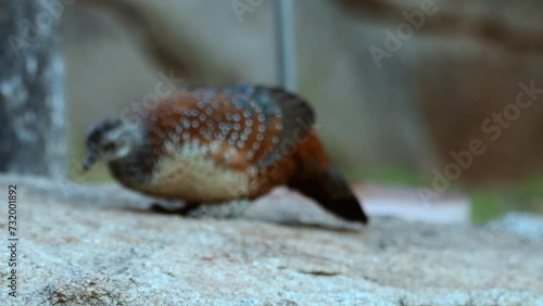 Painted spurfowl (Galloperdix lunulata) observed at Hampi in Karnataka, India photo