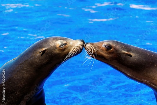 Seals Kissing With Water Background