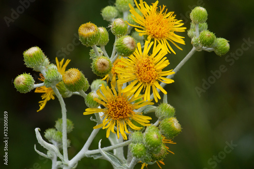Roadside flowers. Closeup view of Heterotheca grandiflora, also known as silk grass golden aster, yellow flowers and flower buds, blooming in the field.	
