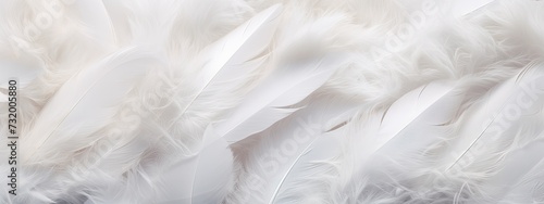 Closeup, white and feathers background for peace, religion and hope. feather for creative banner. Soft touch. Products from feathers