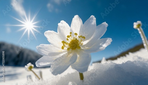 Winter landscape. Frozen flower - selective focus. Winter scene. 