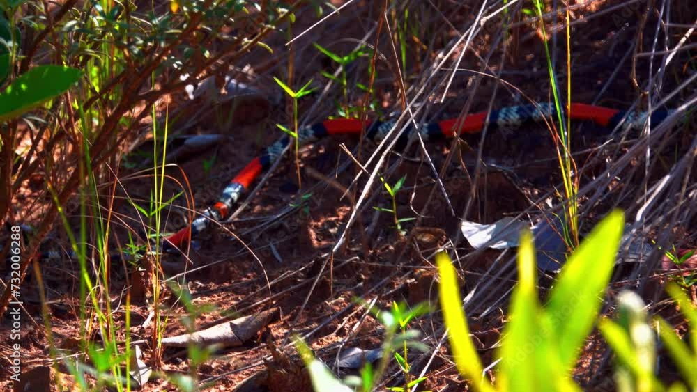 Coral snake crawling on the ground in nature Coral snake crawling on the ground in nature
