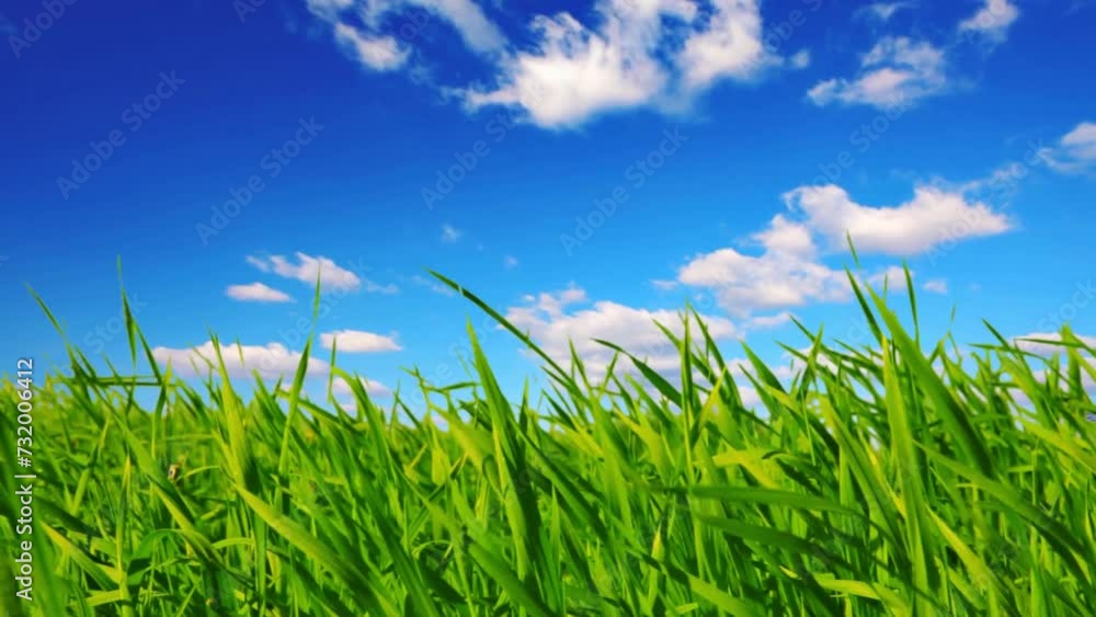 Time-lapse view of grass bending in the breeze under a cloudy sky Time-lapse view of grass bending in the breeze under a cloudy sky