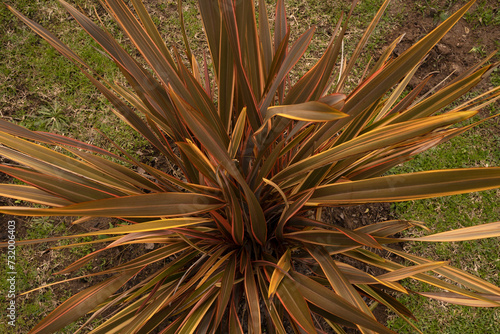 Botany. Closeup view of Phormium tenax, also known as New Zealand flax, colorful leaves.	
 photo
