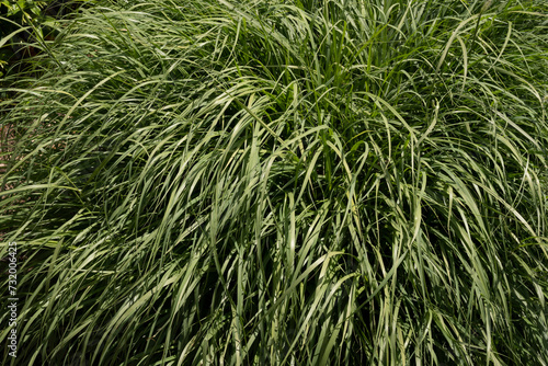 Ornamental grass. Closeup view of Pennisetum orientale, also known as Oriental Fountain Grass, green leaves background.