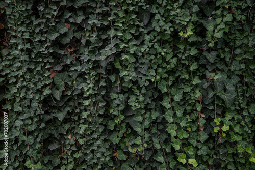Green leaves background of Canarian ivy foliage. Wall fully covered in leaves photo