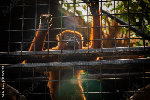 Red howler monkey looking sad and in the distanse caged