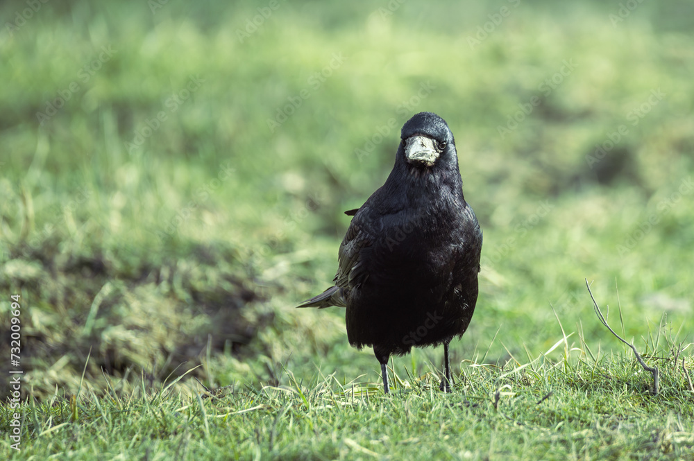 black Eurasian rook walks on green grass in a park looking for food black Eurasian rook walks on green grass in a park looking for food