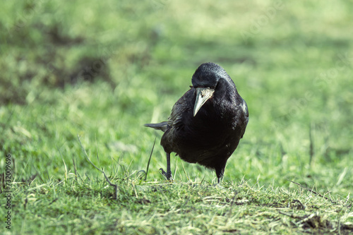 Obraz na płótnie black Eurasian rook walks on green grass in a park looking for food w salonie