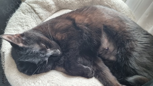 Bild auf Leinwand black cat laying on its back, scars healing after spaying