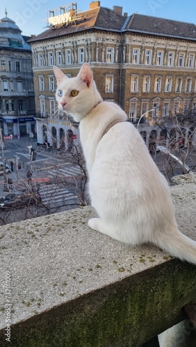 White cat with heterochromic eyes on the balcony photo