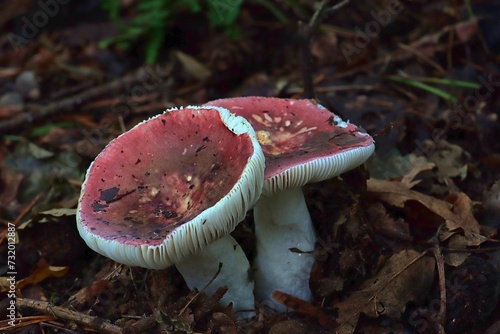 Two red mushrooms (Russula rubra) in an autumn forest