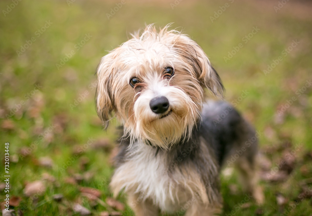 A Maltese x Yorkshire Terrier or 