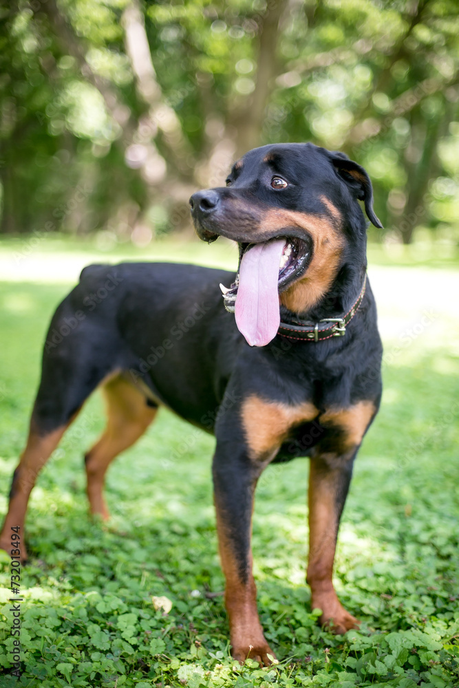 A Rottweiler dog with a long tongue panting A Rottweiler dog with a long tongue panting