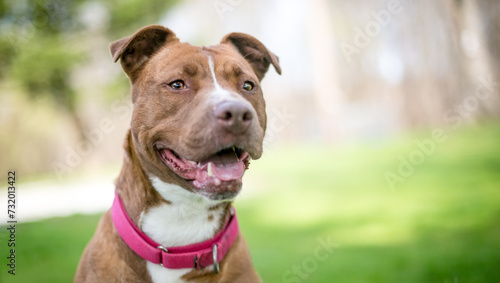 A happy Pit Bull Terrier mixed breed dog photo