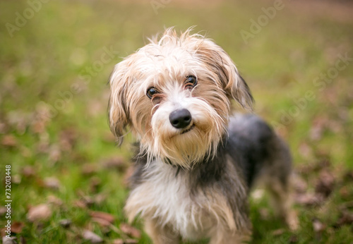 A Maltese x Yorkshire Terrier or "Morkie" dog with a head tilt