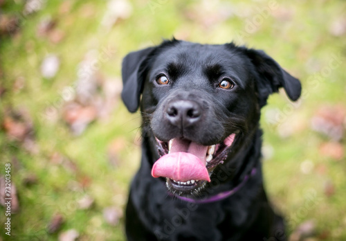 A happy black Labrador Retriever mixed breed dog photo