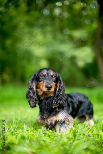 A black and red Long-haired Dachshund dog