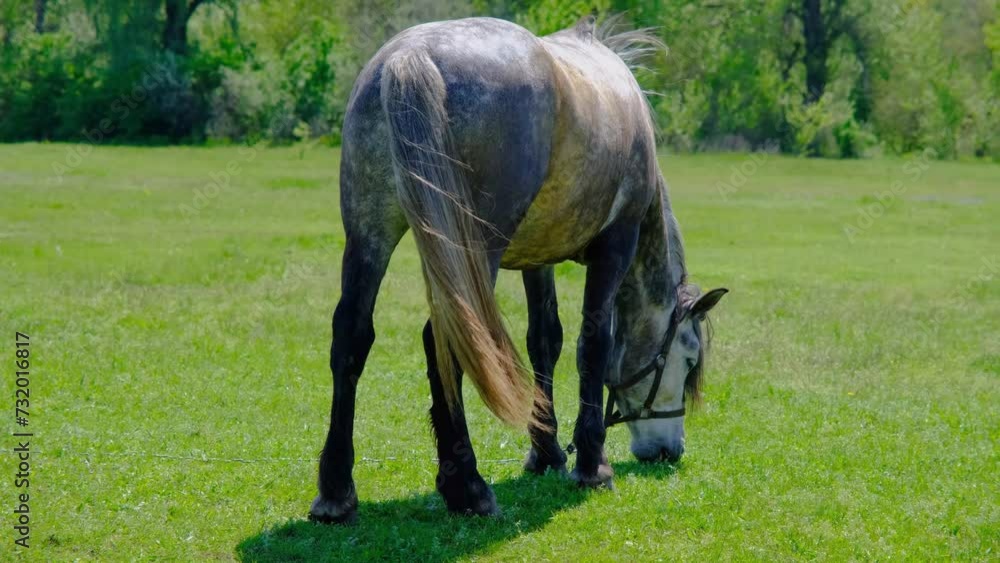 Beautiful horse on a green field. A horse stands on a field in good weather. Horse on a green meadow. Beautiful horse on a green field. A horse stands on a field in good weather. Horse on a green meadow.