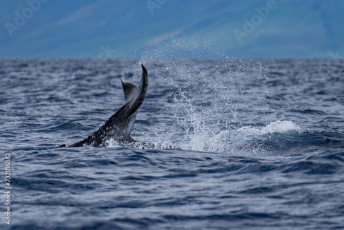 Humpback Whale Baby Tail Slapping near Lahaina, Maui, Hawaii